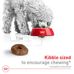 Royal Canin dry kibble softened with water demonstrates gentler chewing.