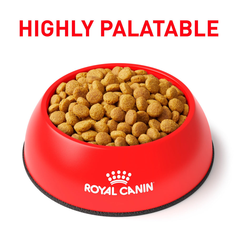 Royal Canin Feline URINARY SO Dry bag front highlighting veterinary diet for at-risk cats