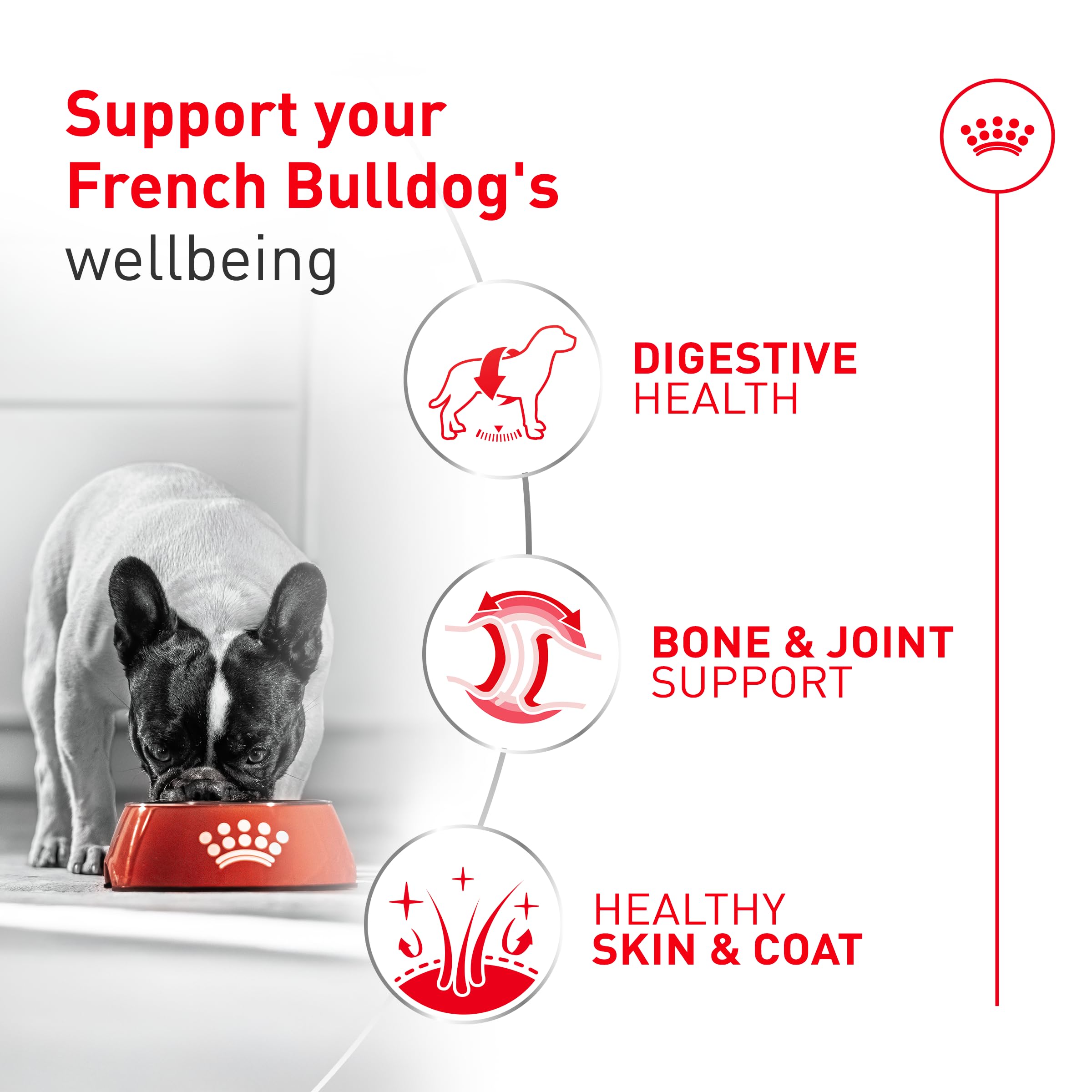 Royal Canin French Bulldog wet food pack of six cans for convenient feeding