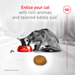 Royal Canin Fussy cat eating in a bowl, encouraging a comfortable mealtime.
