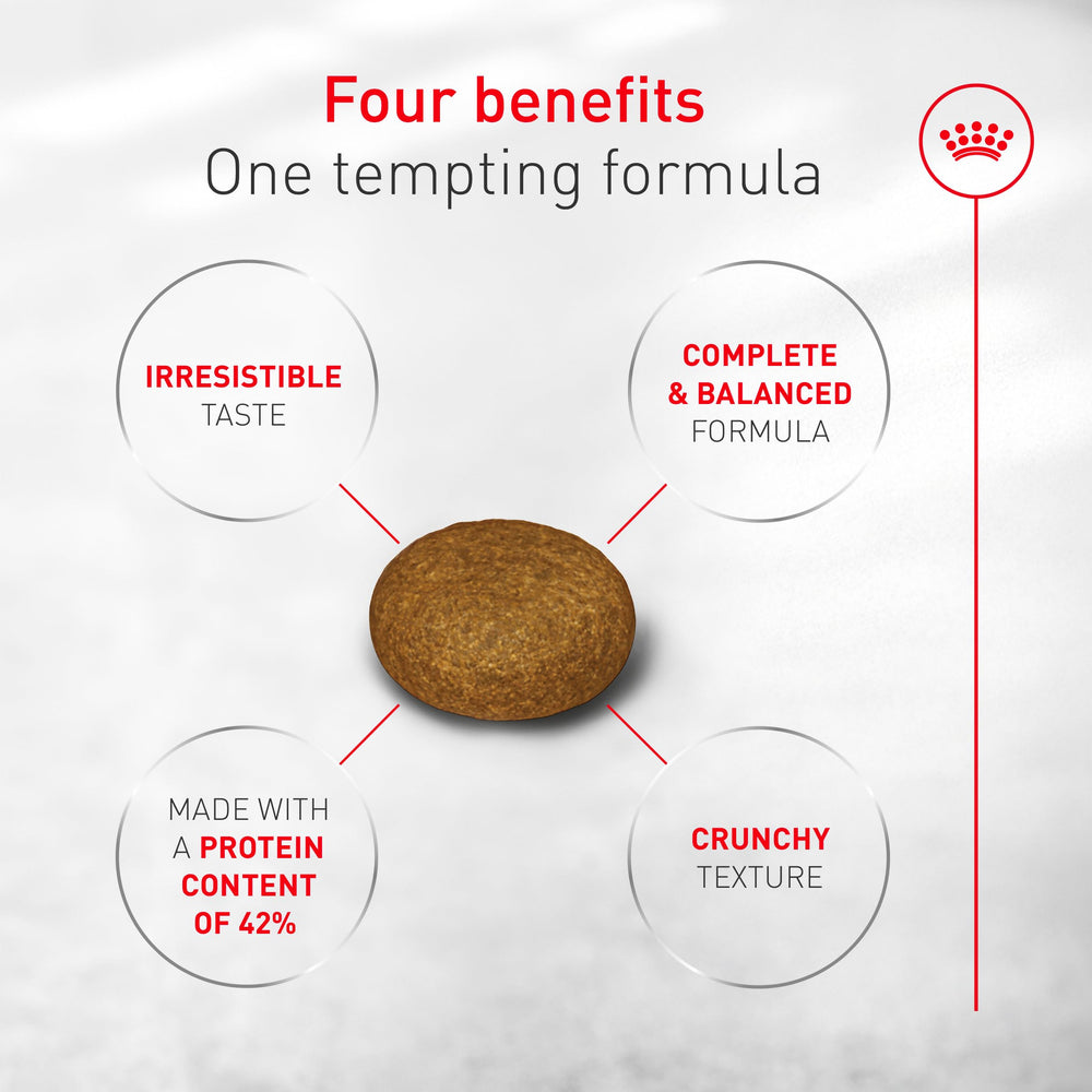 Royal Canin Fussy dry food texture close-up suggests energy-dense, protein-rich nutrition.
