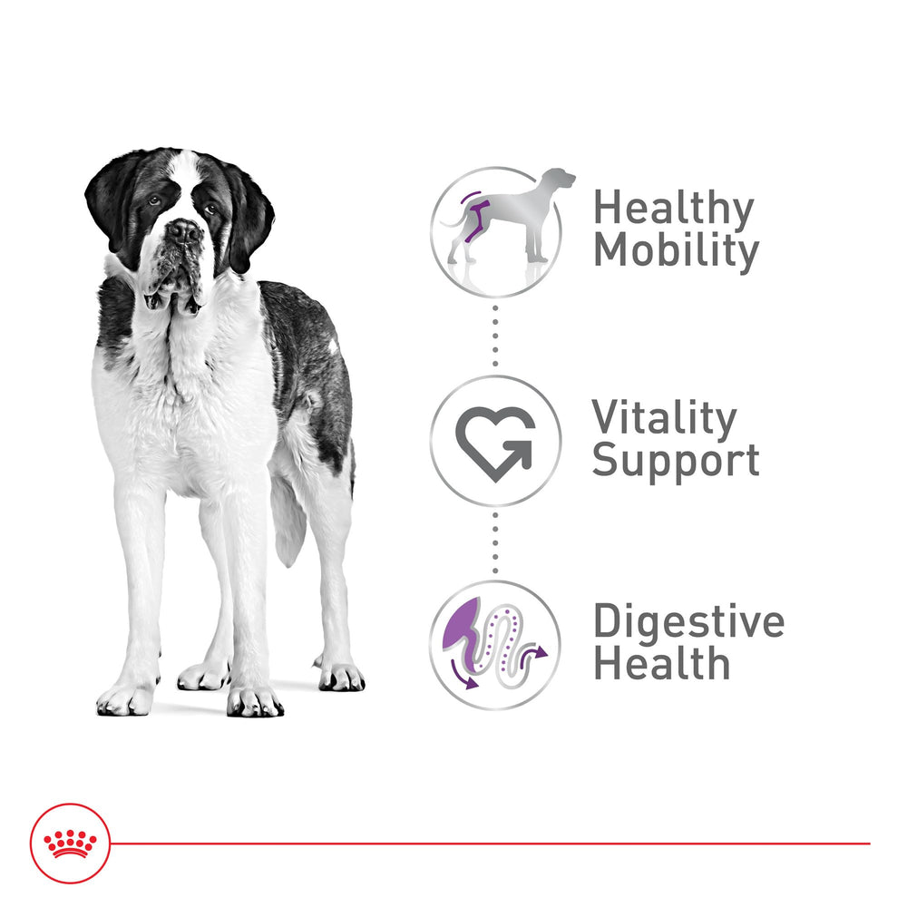 Royal Canin giant-breed serving visual with bag beside a bowl.