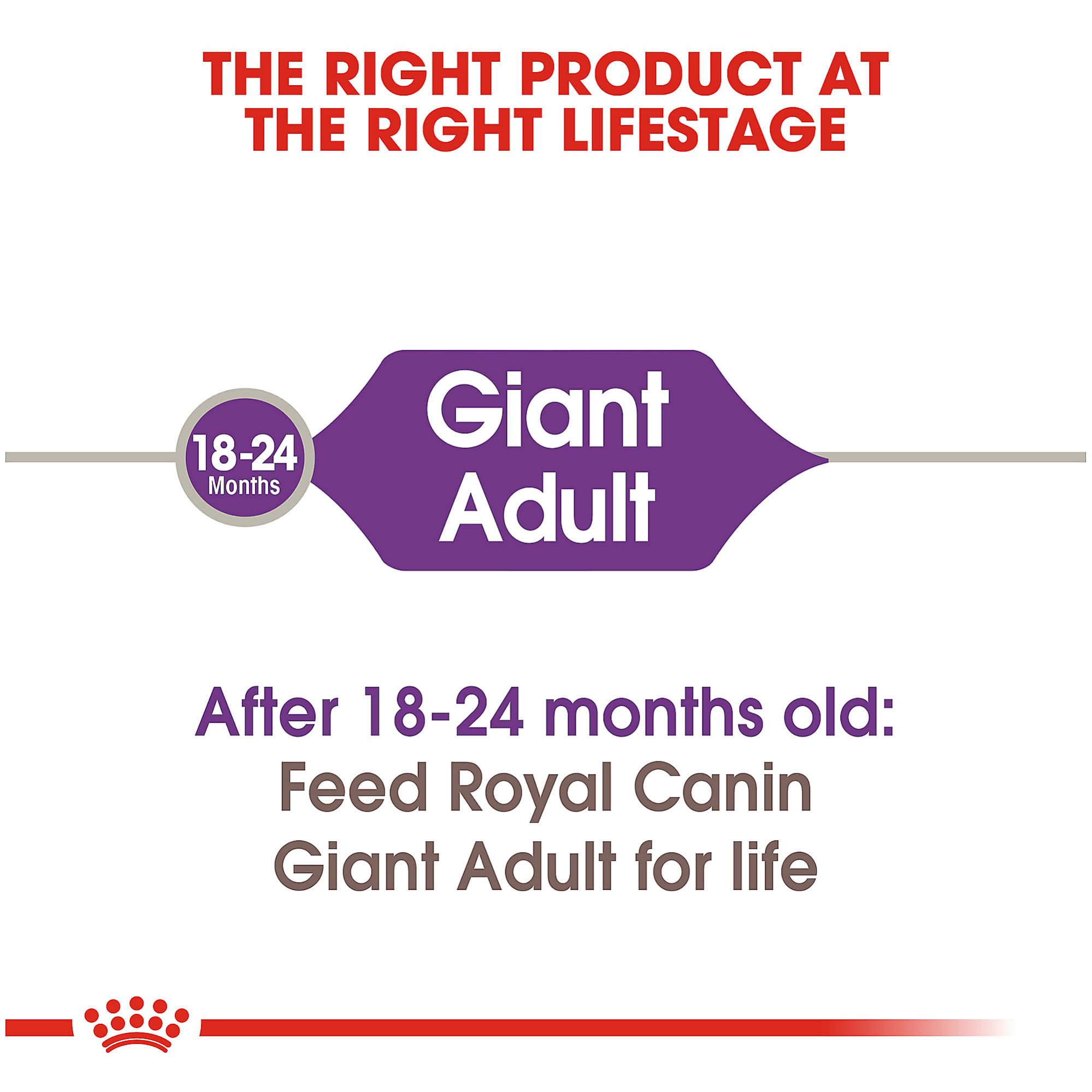 Royal Canin giant-breed meal-time scene with bowl.