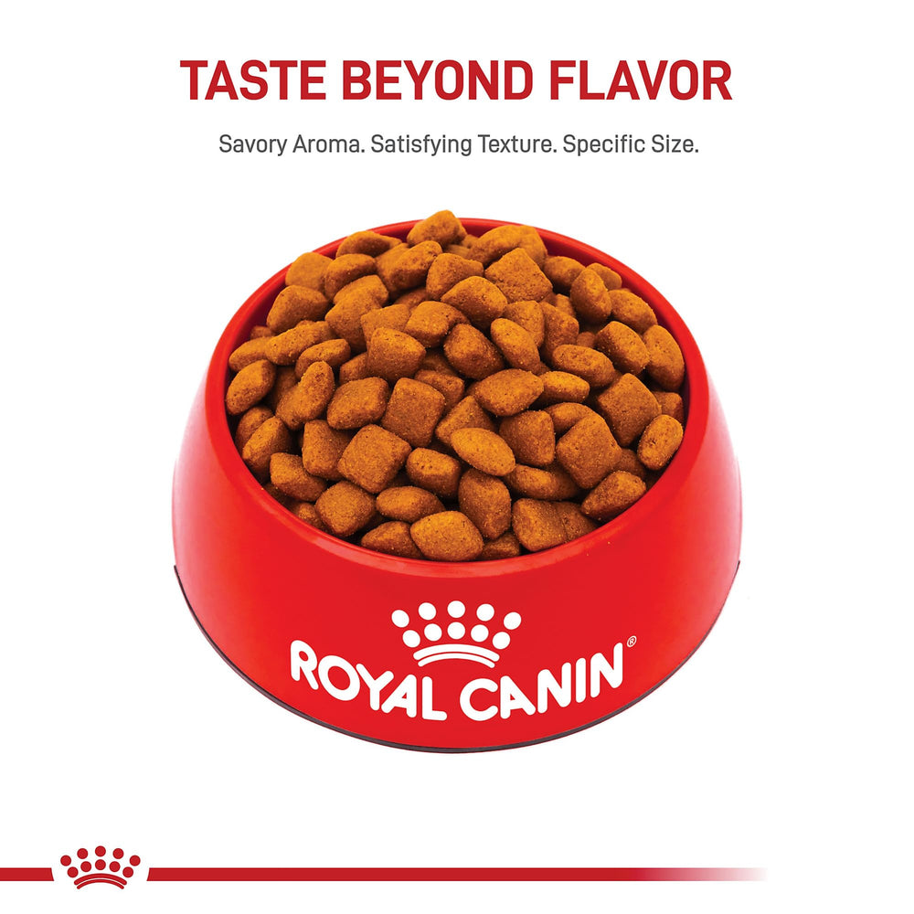 Puppy enjoying a meal from Royal Canin Giant Junior in routine feeding.