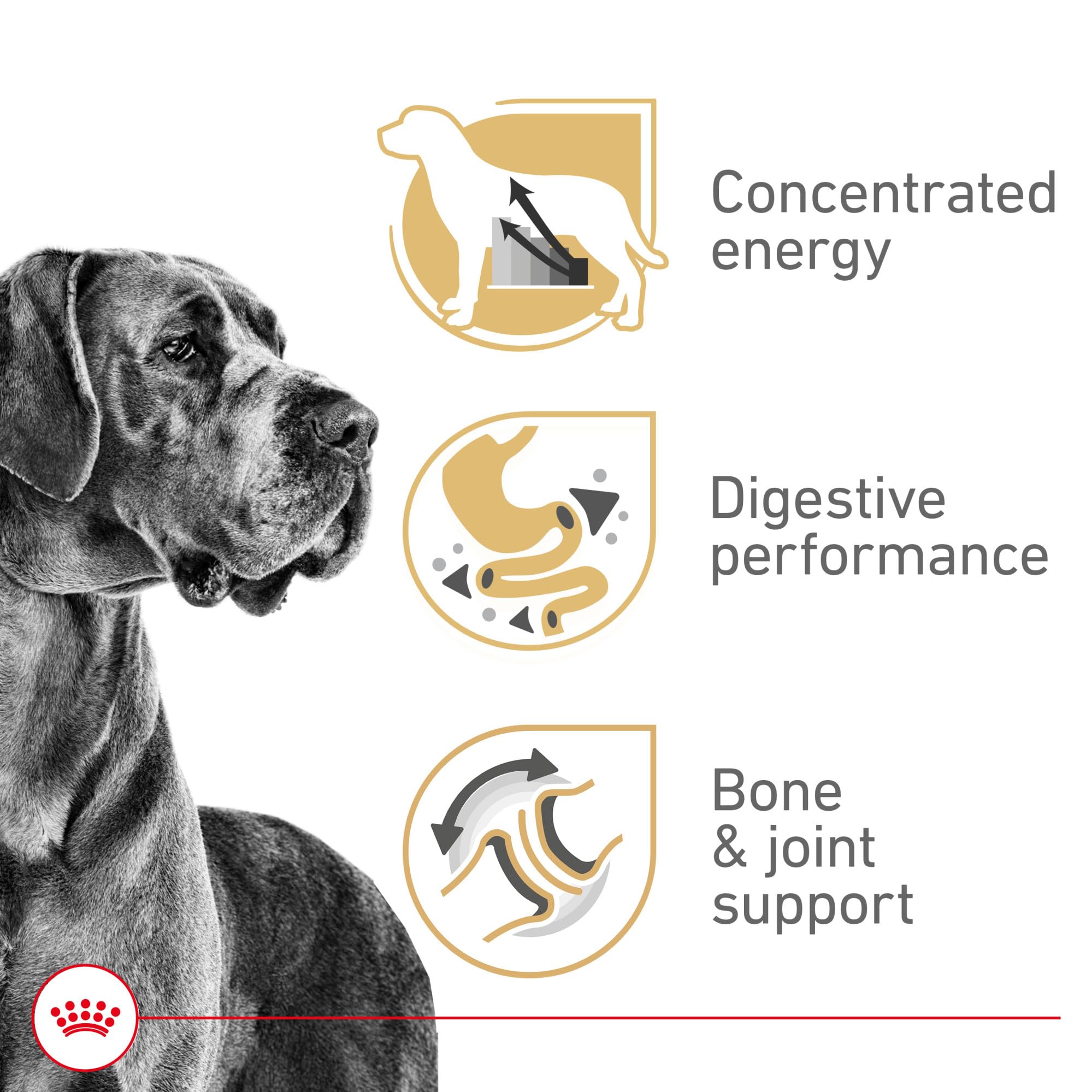 Royal Canin Great Dane running dog, highlighting high energy for active giants.