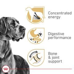 Royal Canin Great Dane running dog, highlighting high energy for active giants.
