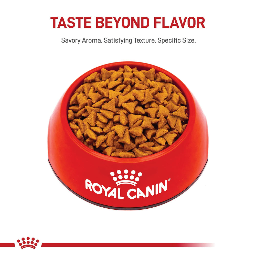 Cat dining scene with Royal Canin Hairball Care dry food.