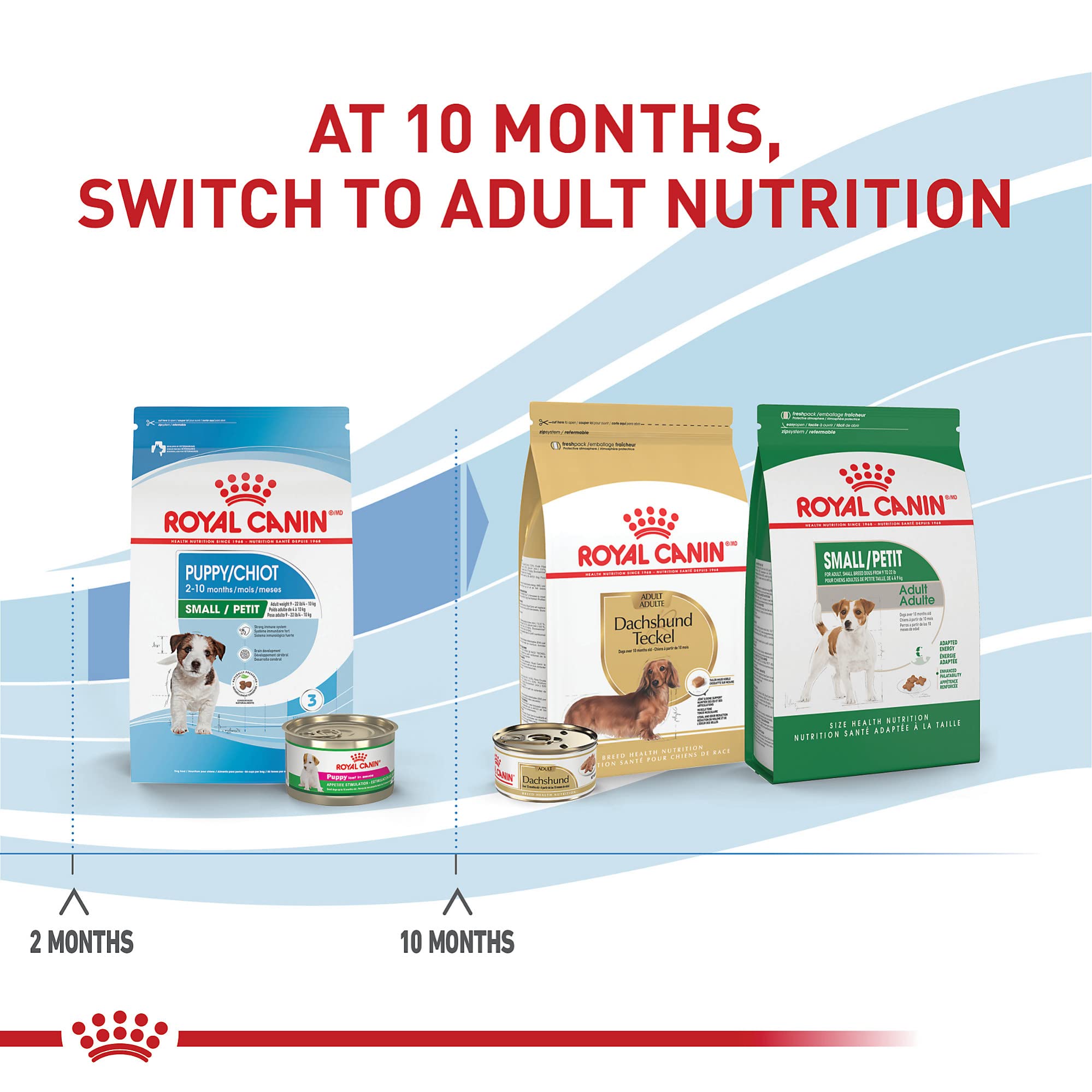 Small breed puppy enjoying immune and digestive support from formula.