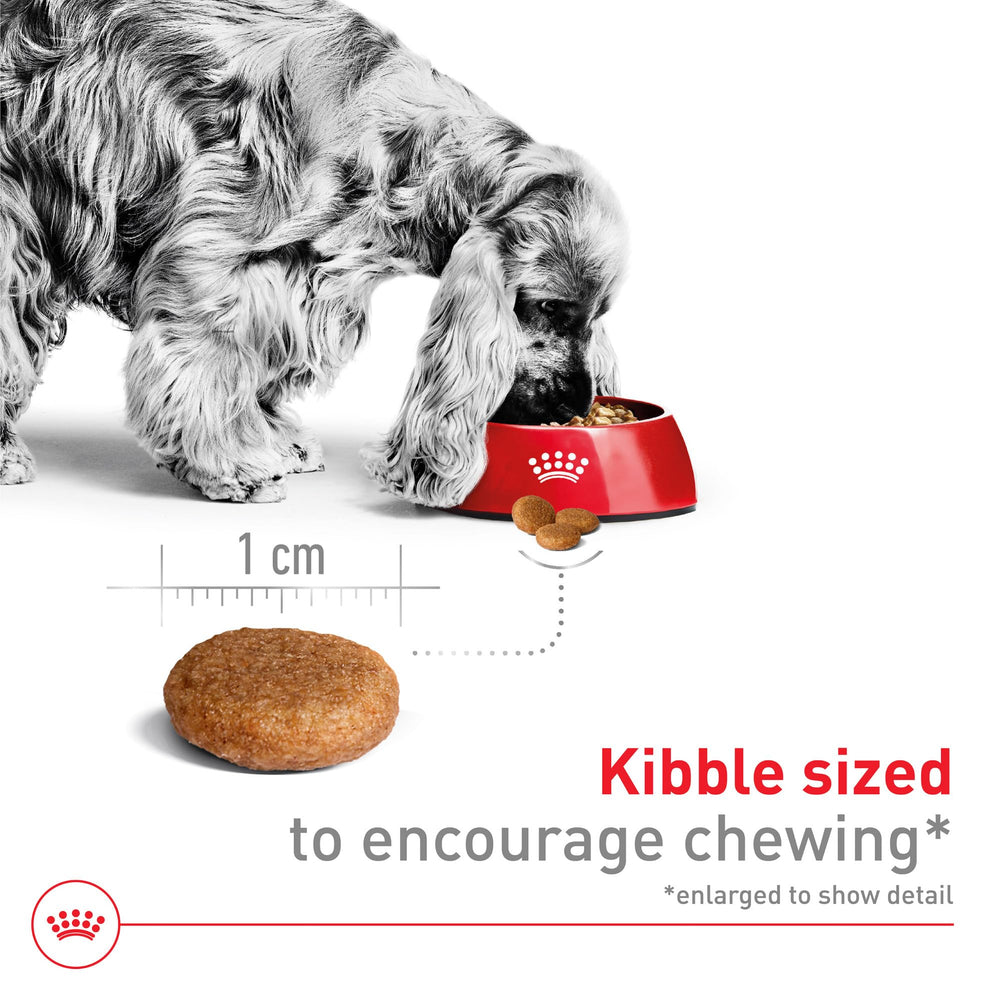 Royal Canin infographic emphasizing antioxidants and prebiotics for gut support