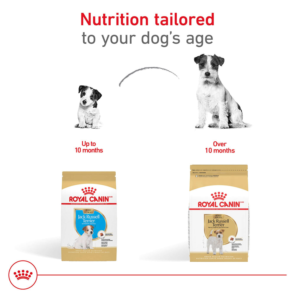 Royal Canin Jack Russell Puppy kibble texture visible for gentle chewing.