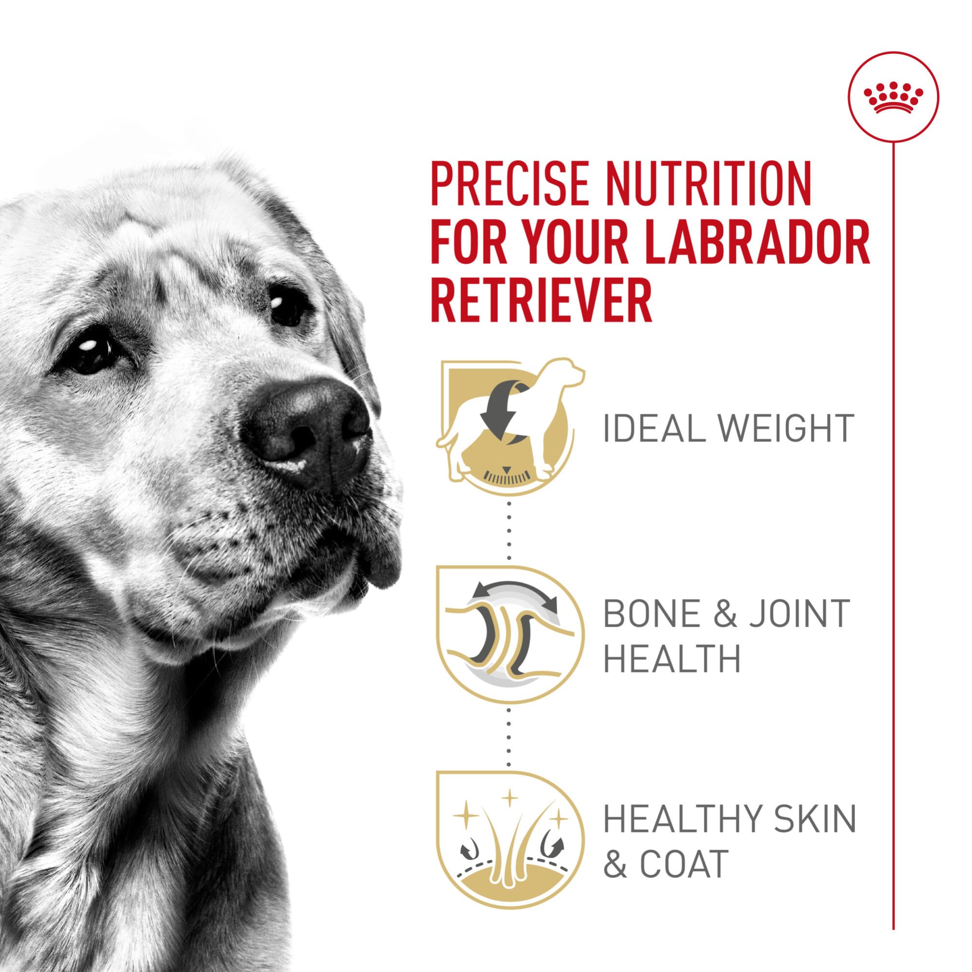 Royal Canin Labrador healthy-weight kibble supports balanced energy throughout the day.