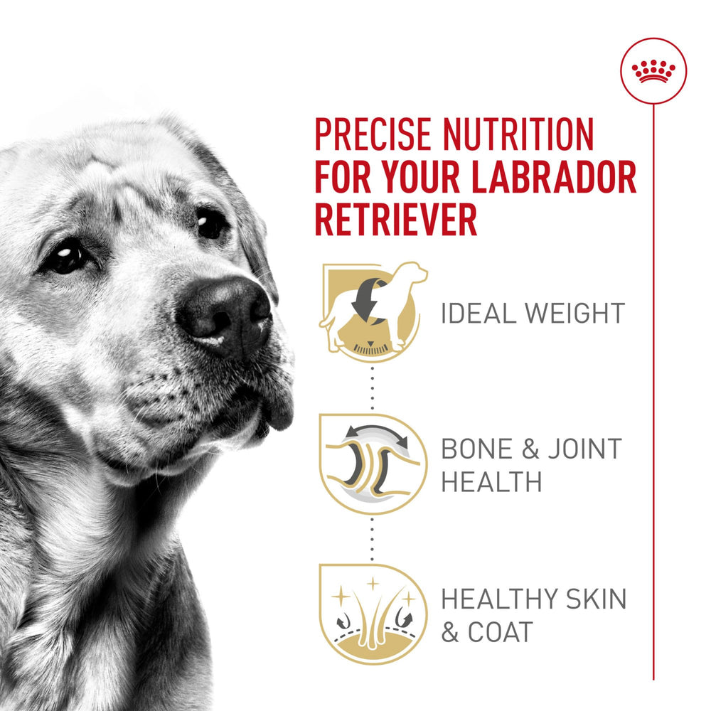 Royal Canin Labrador healthy-weight kibble supports balanced energy throughout the day.