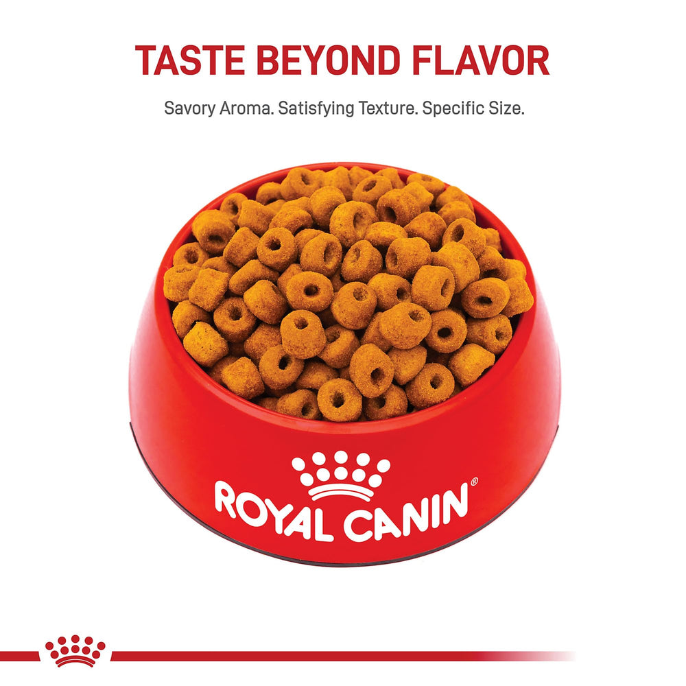 Large-breed energy support in Royal Canin Labrador Retriever nutrition for active labs