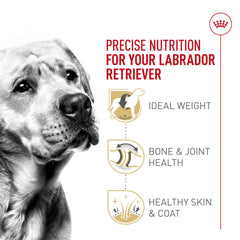 Royal Canin Labrador Retriever adult formula with calibrated calories for weight management