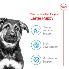 Close-up of large breed puppy kibble texture designed for easy chewing.