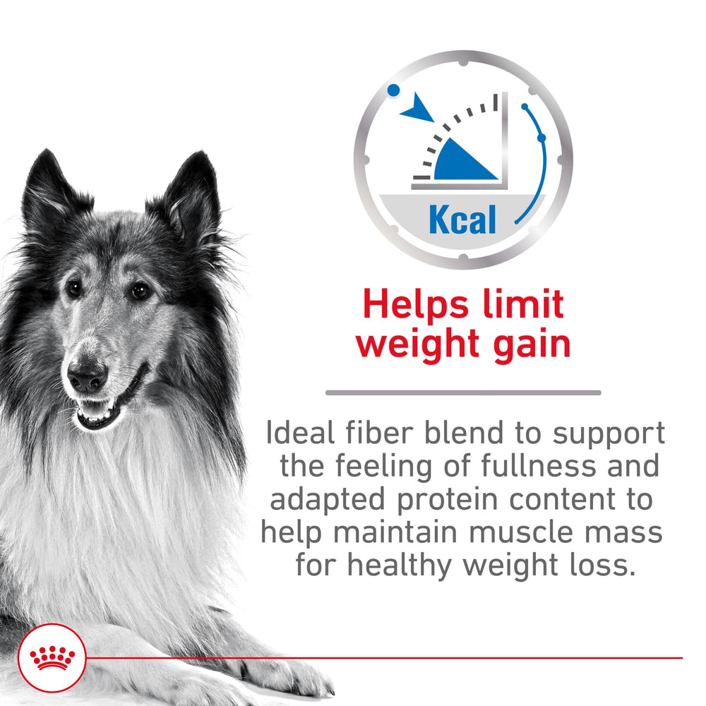 ROYAL CANIN Large Weight Care kibble closeup shows texture for palatability
