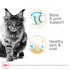 Royal Canin Maine Coon bowl served portion highlighting balanced nutrition and flavor.