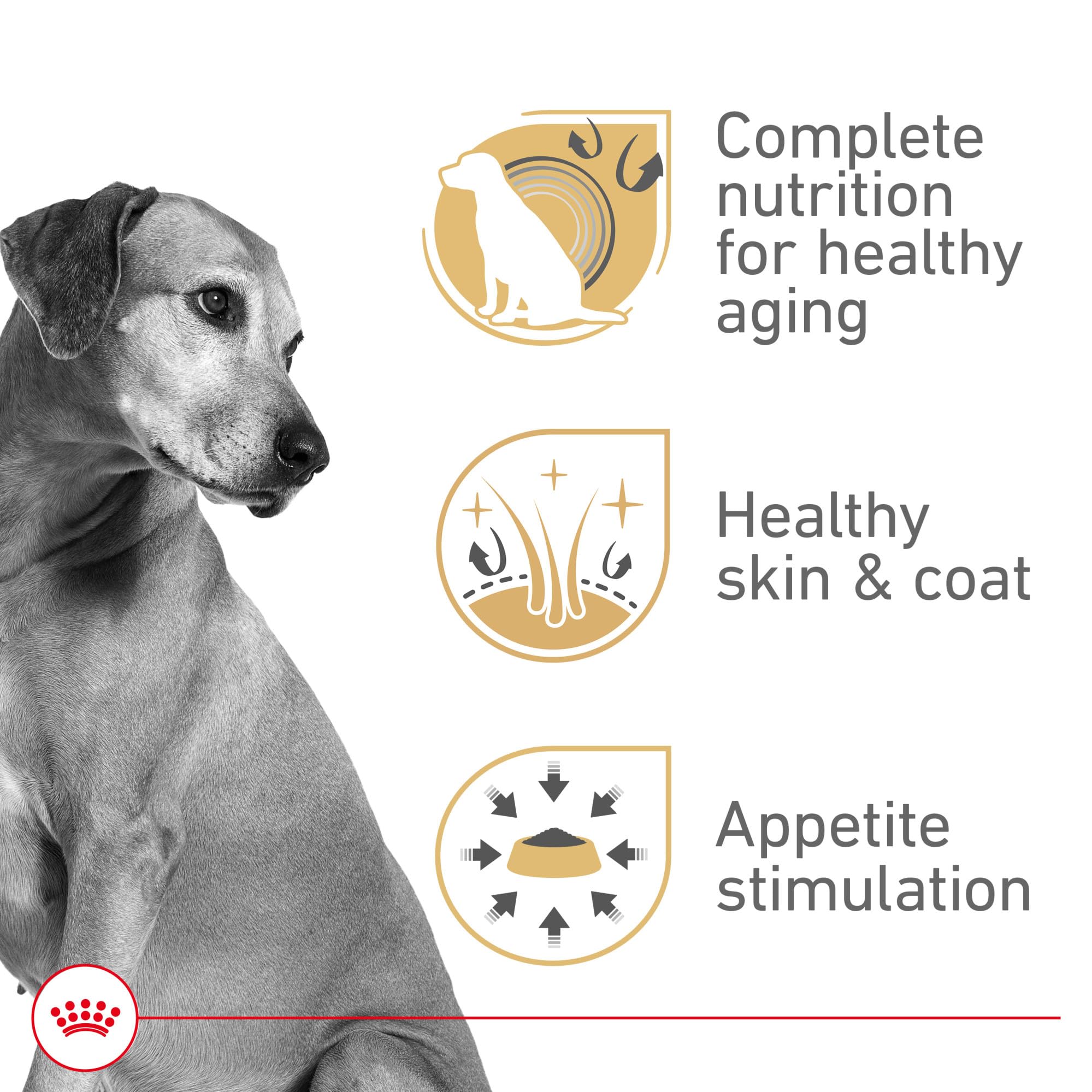 Royal Canin Mature Gel serving bowl shows palatable texture for picky eaters