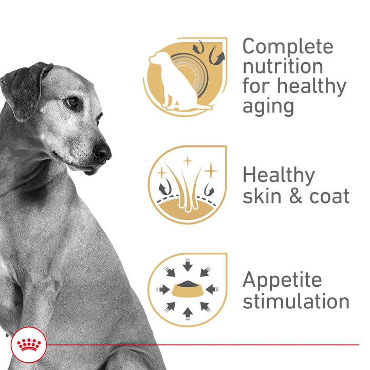 Royal Canin Mature Gel serving bowl shows palatable texture for picky eaters