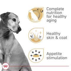 Royal Canin Mature Gel serving bowl shows palatable texture for picky eaters