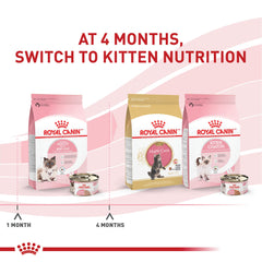 Royal Canin Mother & Babycat queen nutrition emphasizes lactation support