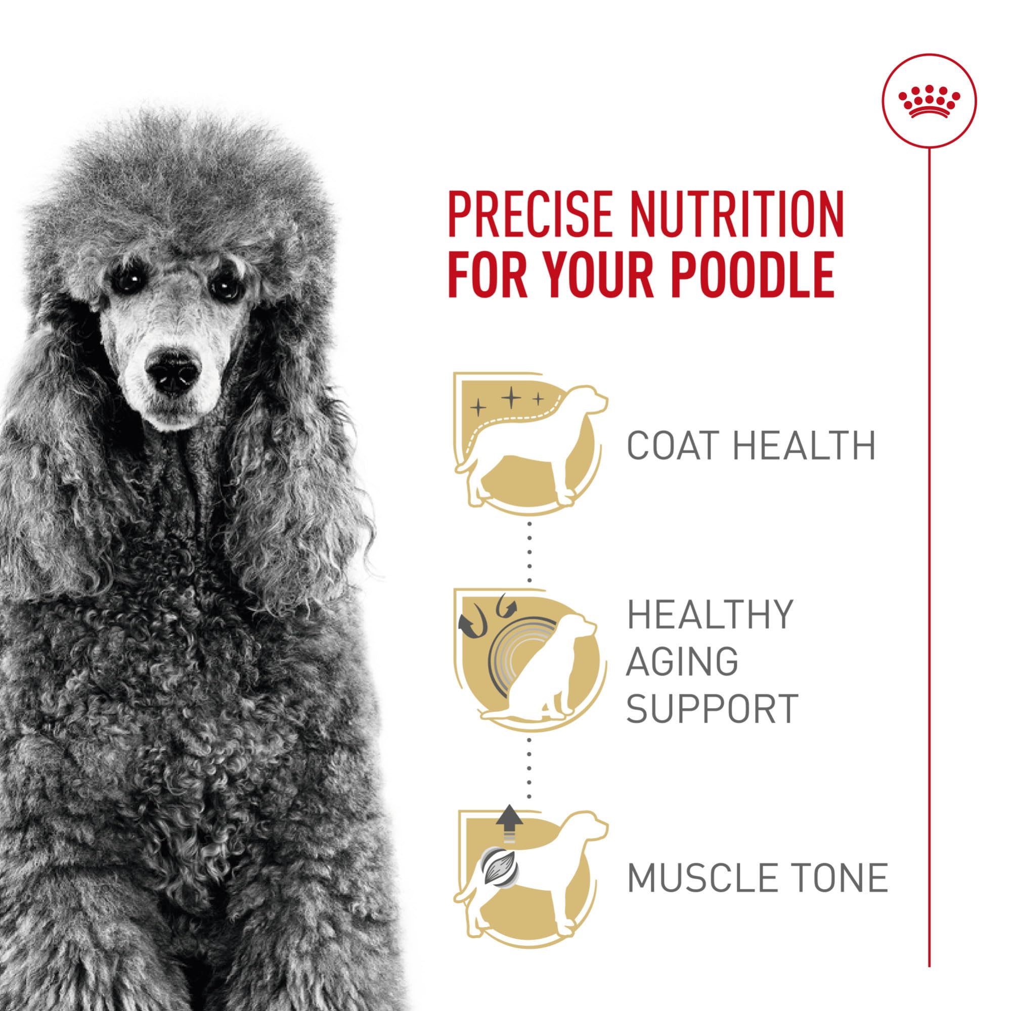 Poodle at mealtime with Royal Canin Poodle Adult kibble, easy-to-pick texture.