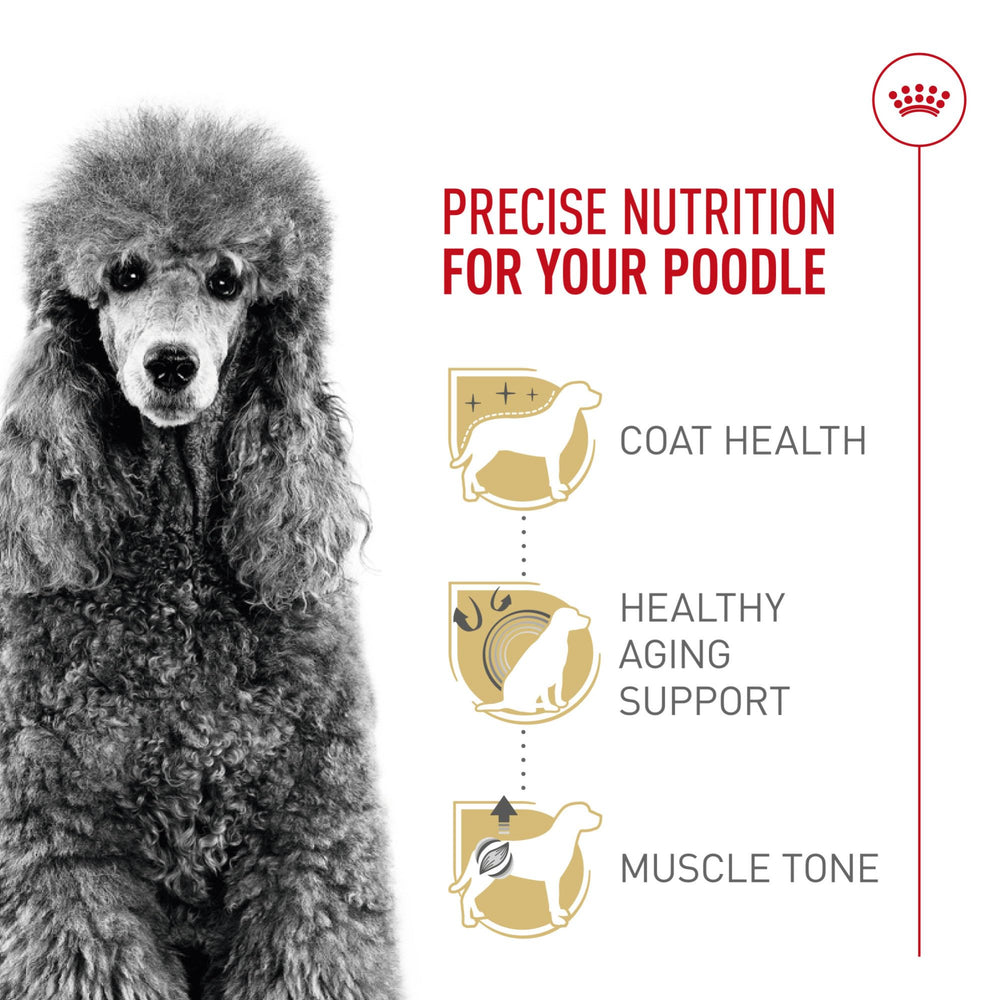 Poodle at mealtime with Royal Canin Poodle Adult kibble, easy-to-pick texture.