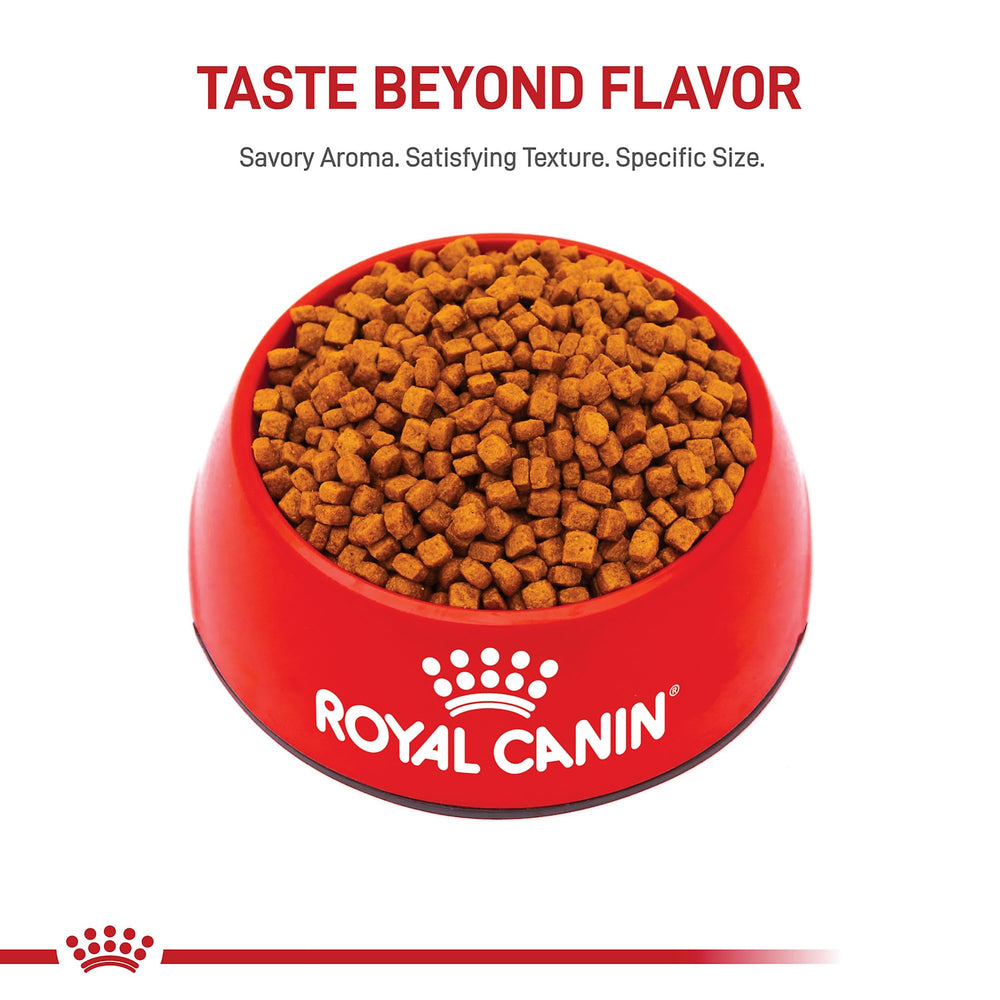 Royal Canin Poodle Puppy transition guidance to adult nutrition at 10 months