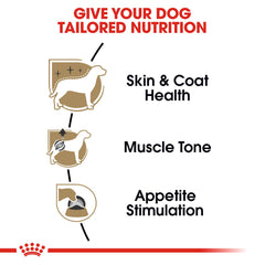 Poodle coat care with Royal Canin omega-3 skin and coat support