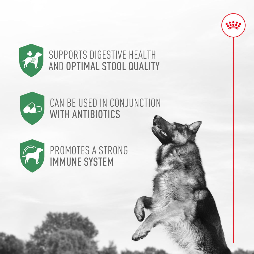 Royal Canin Probiotics in a dog food bowl ready to serve
