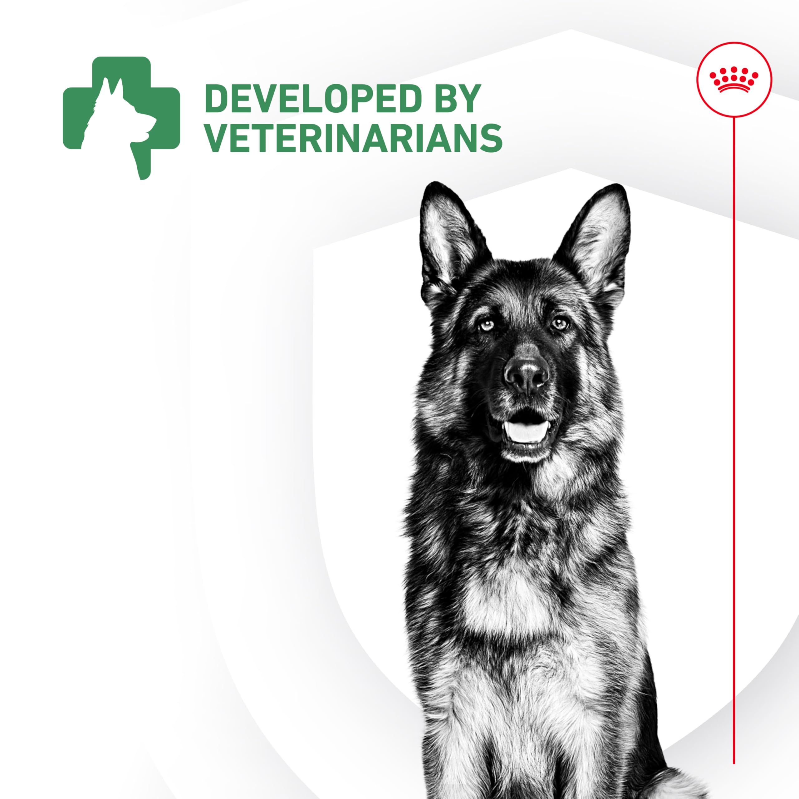 Royal Canin Probiotics dog meal scene ready for daily use