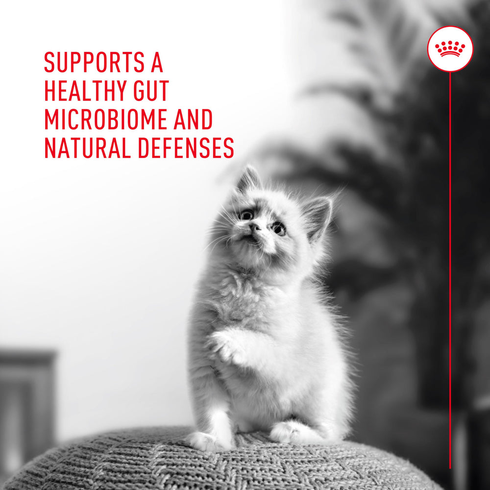Veterinarian-developed formula tailored for cats of all ages and sizes
