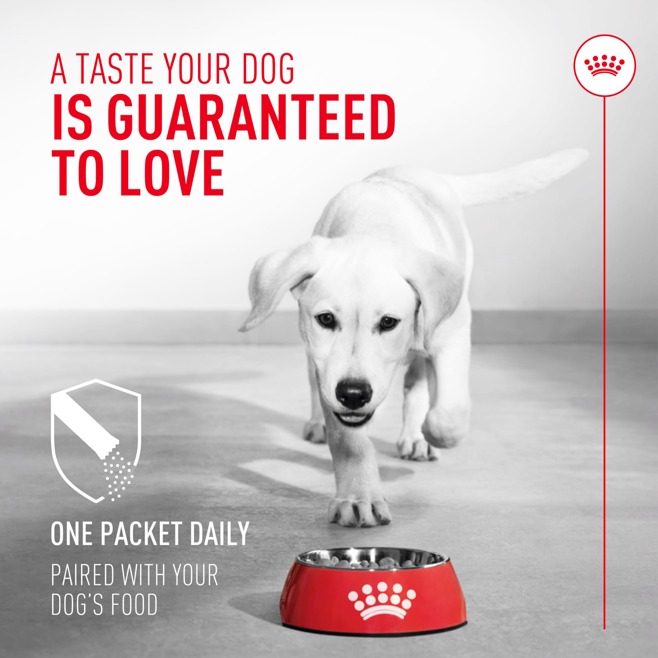 Royal Canin Probiotics being sprinkled on wet food for easy digestion support