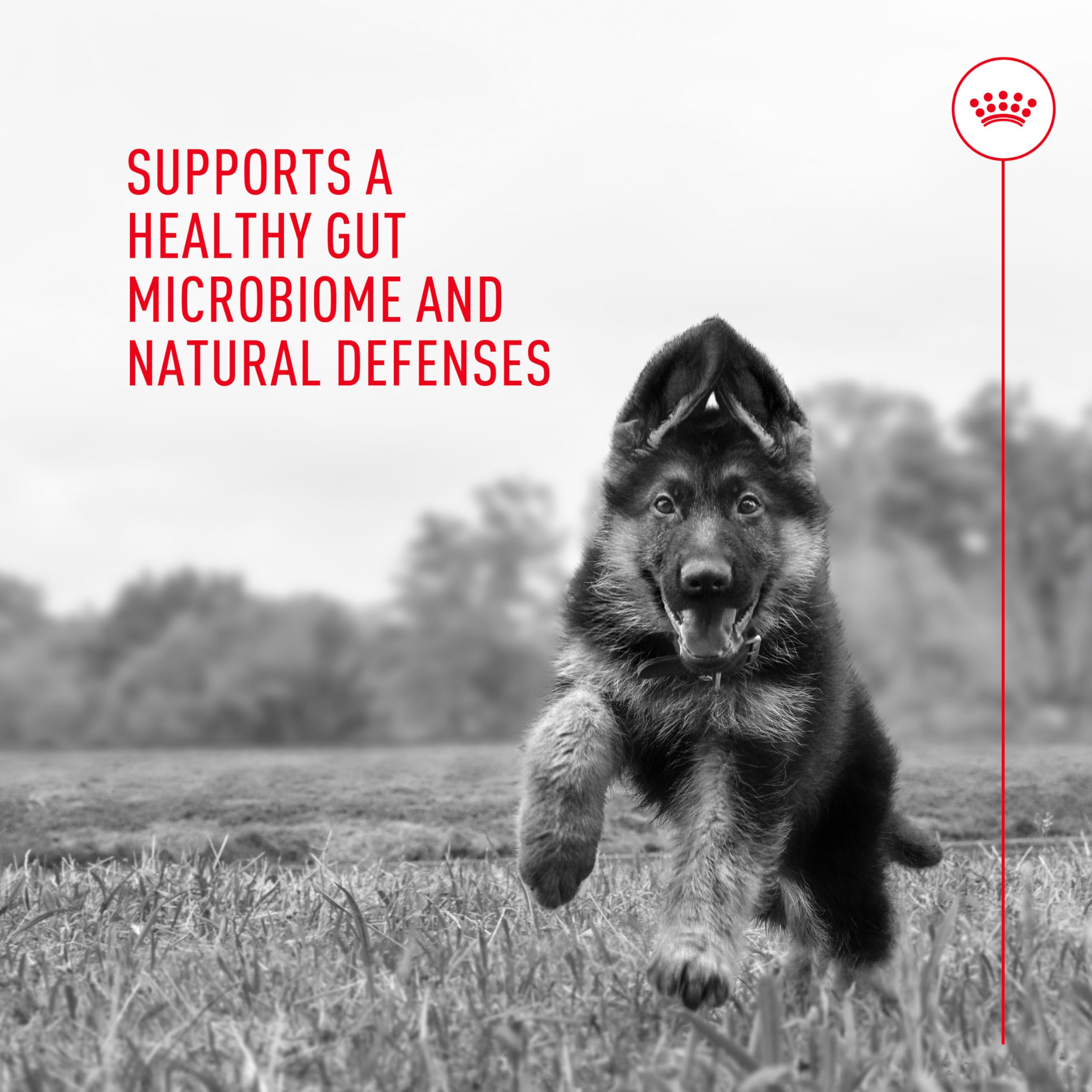 Royal Canin Probiotics tasting scene showing palatable supplement dogs love