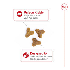 Royal Canin Pug Puppy kibble design close-up showing easy-chew size.