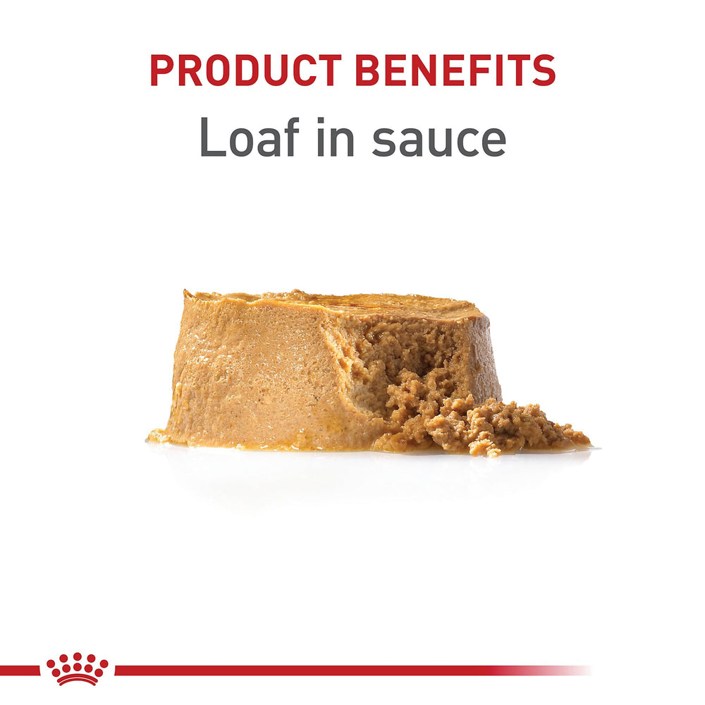 Royal Canin Puppy Loaf in Sauce served in a bowl, inviting for growing puppies.