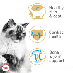 Close-up of Royal Canin Ragdoll kibble texture ideal for easy chewing