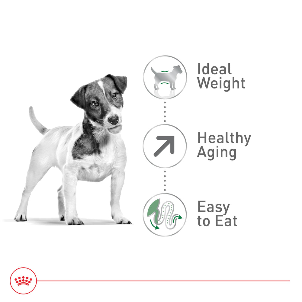 Royal Canin senior small dog bowl serving demonstrates portion-friendly feeding.