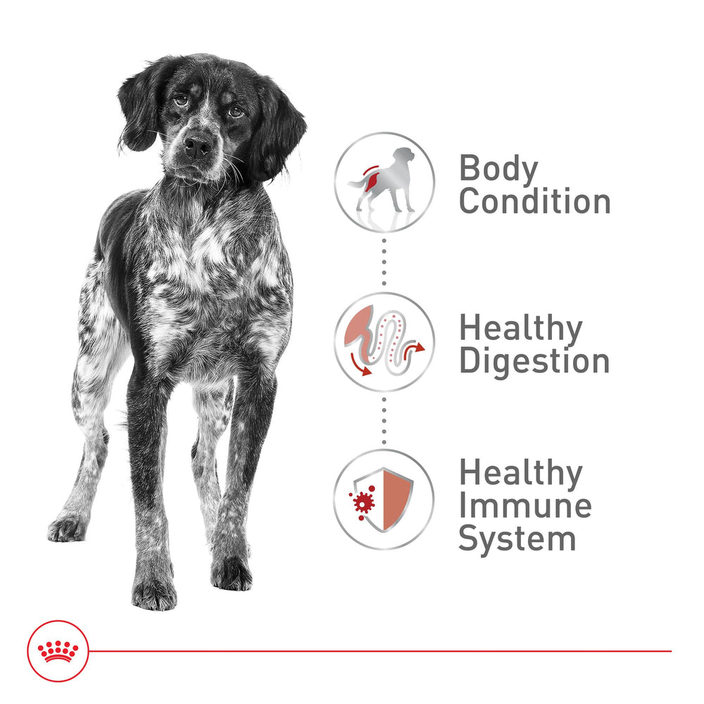 Packaging highlights antioxidants and prebiotics for gut support in Royal Canin Size Health Medium.