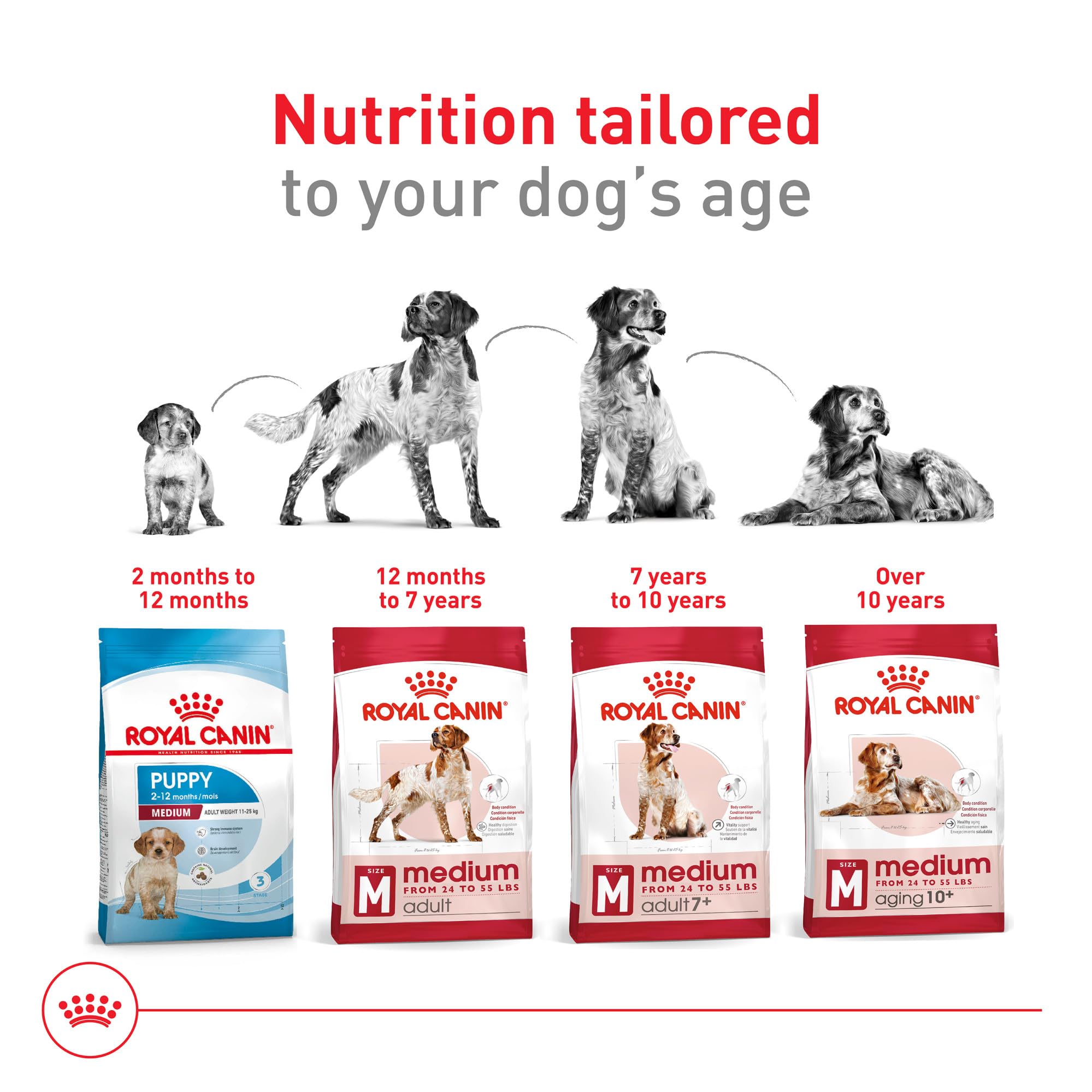 A medium-sized dog enjoys a Royal Canin Size Health Medium meal.