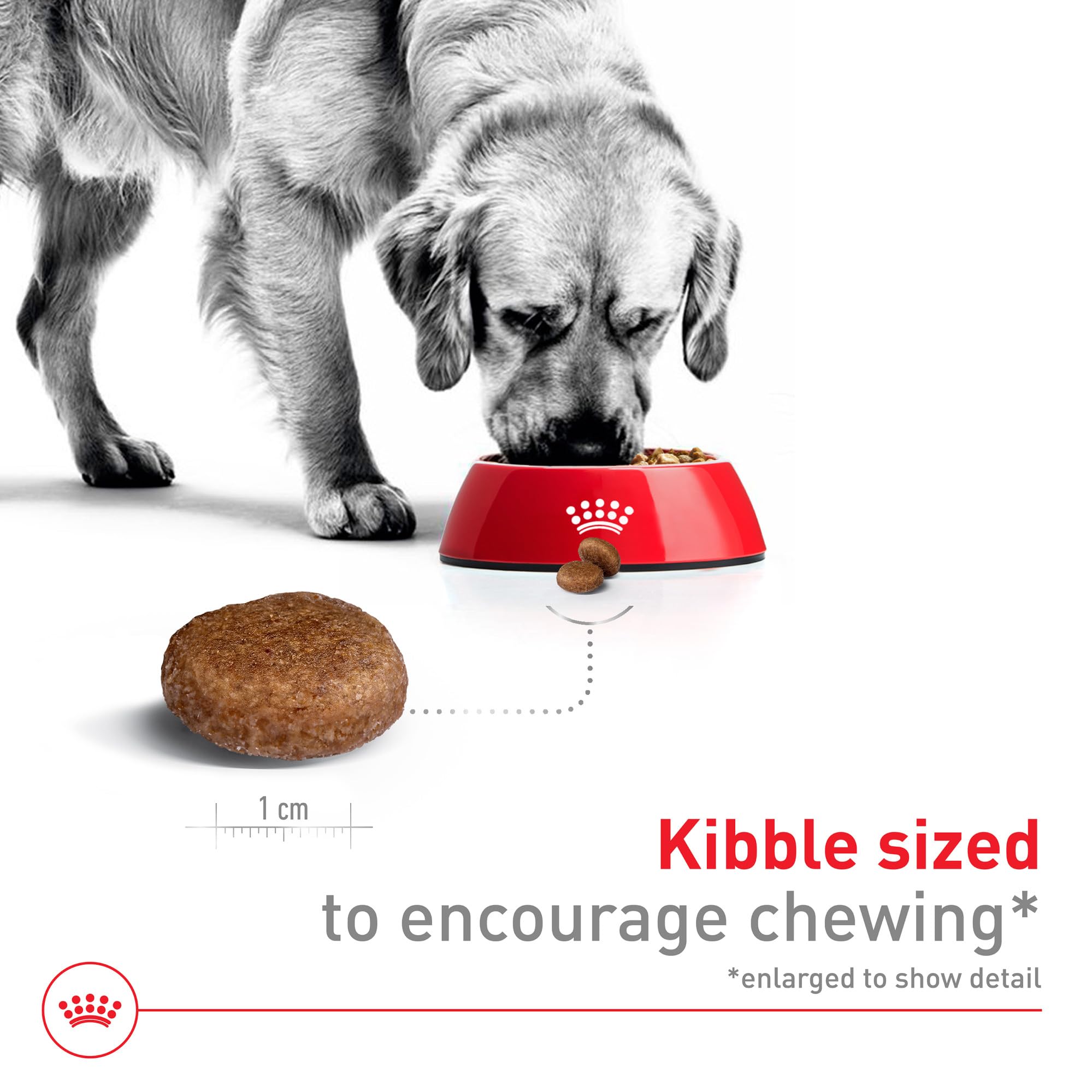 Royal Canin Large 5+ meals in bowl image displaying appetizing presentation and balanced portions