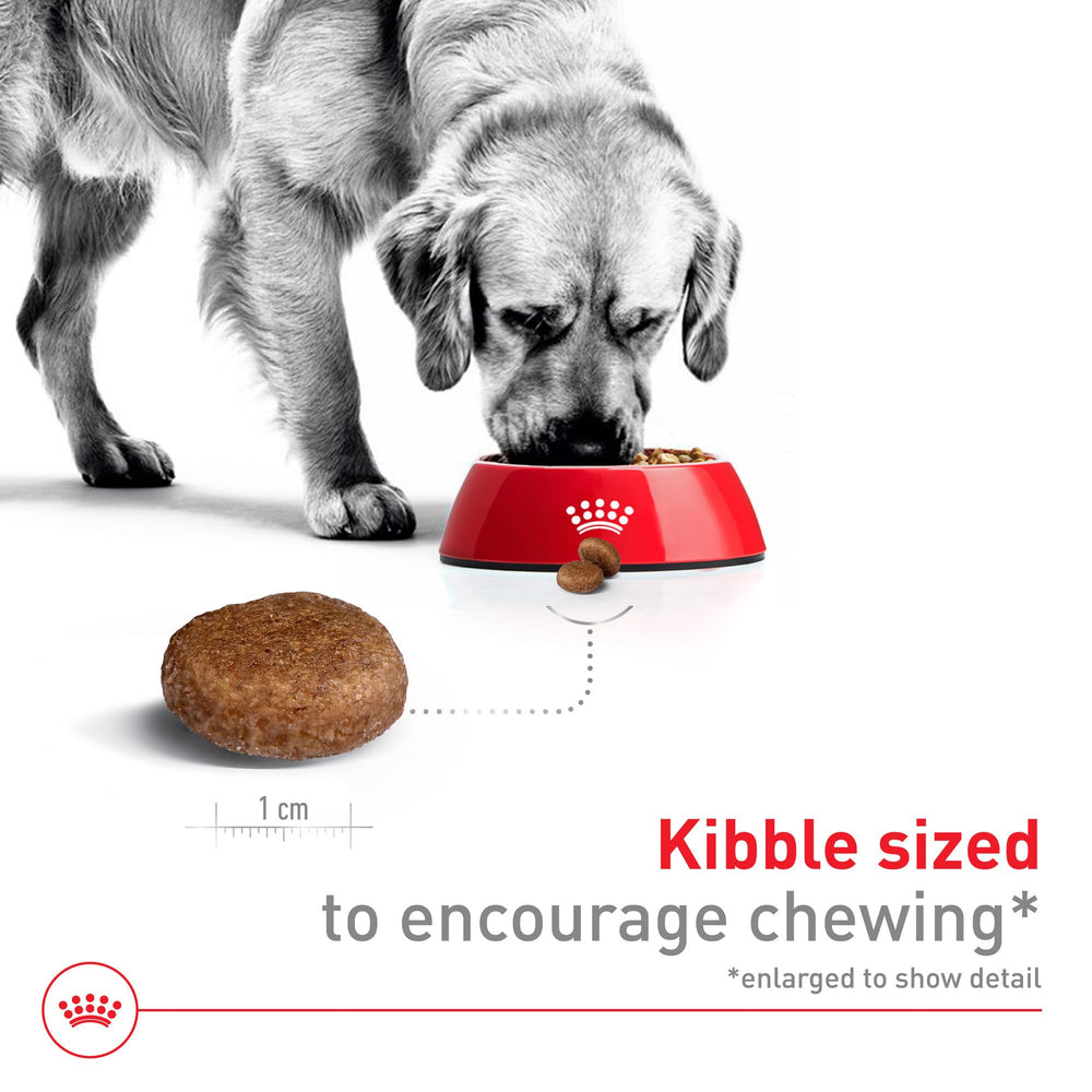 Royal Canin Large 5+ meals in bowl image displaying appetizing presentation and balanced portions