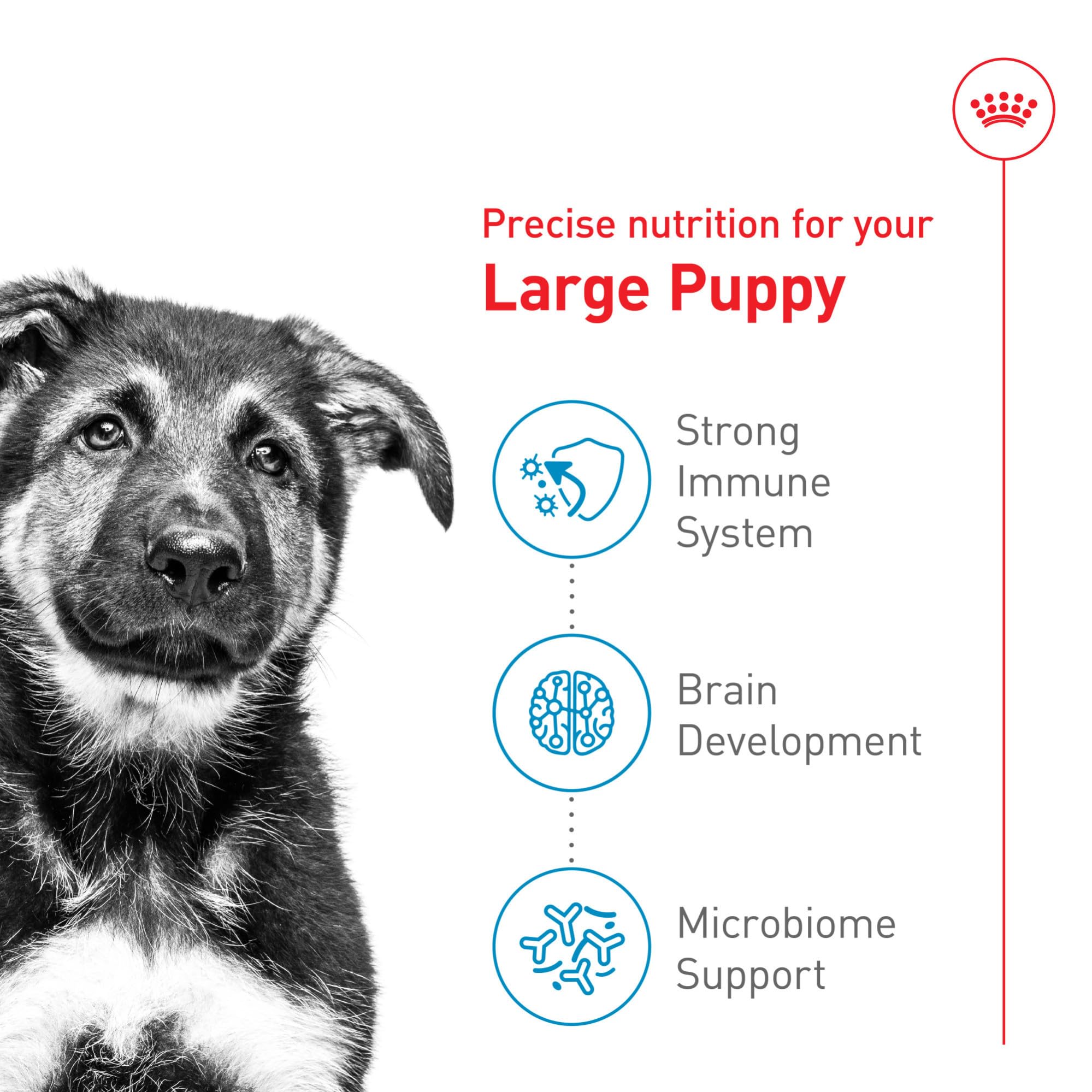ROYAL CANIN kibble designed for growth and brain development in large breed puppies