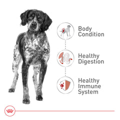 Scene of Royal Canin Medium Adult kibble served at mealtime for daily routine