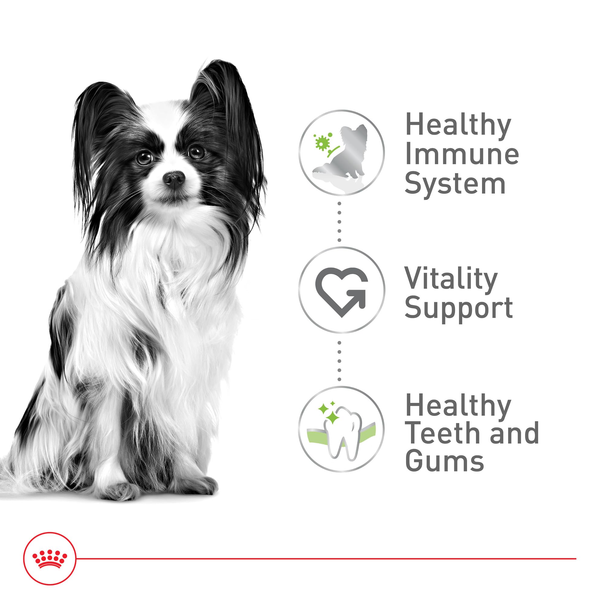 Small dog enjoying the Royal Canin X-Small 8+ meal during a morning routine.