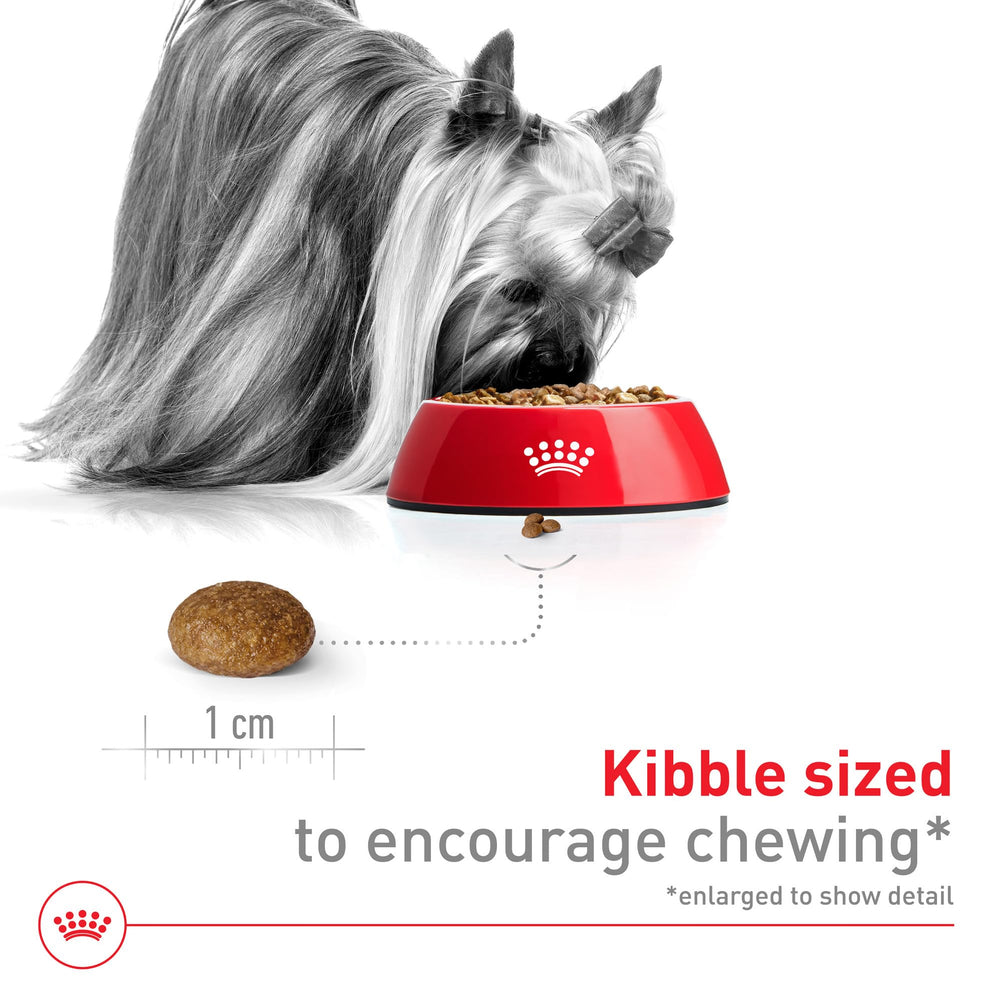 Pouring Royal Canin X-Small 8+ into a bowl emphasizes palatability and texture.