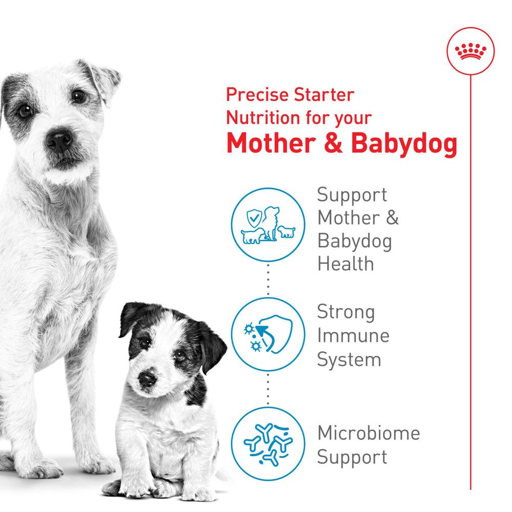 Royal Canin Small Starter transitioning puppies from milk to solid