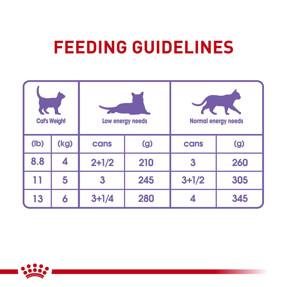 Royal Canin cat eating scene demonstrates a satisfying meal experience