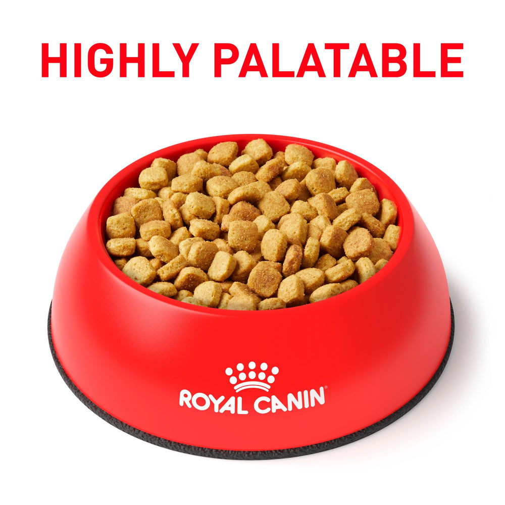 Royal Canin Ultamino kibble close-up shows small digestible pieces.