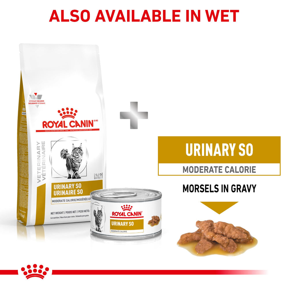 Royal Canin Urinary SO cat meal scene; owner serving dry food to a cat.